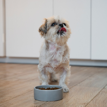 perro-comiendo-1.jpg