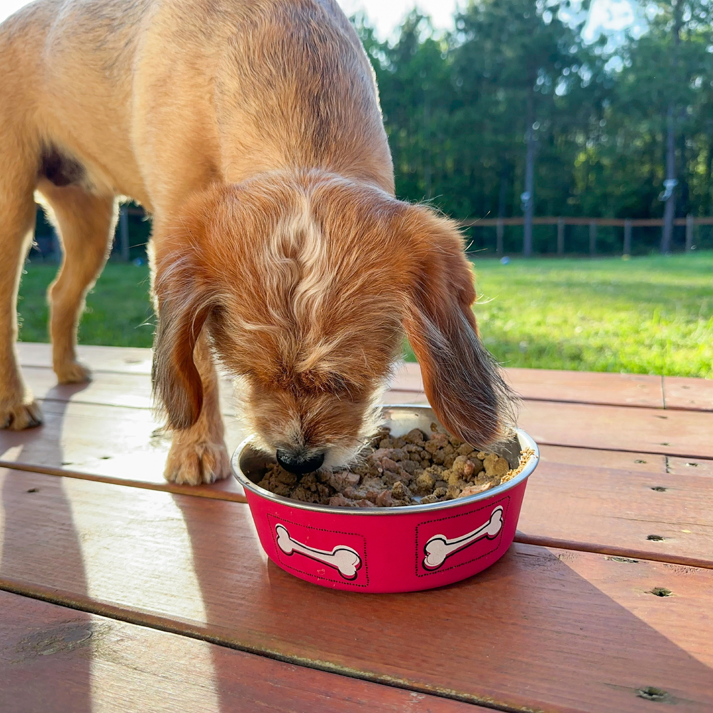 perro-comiendo-concentrado-1.jpg