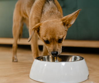 Ringo Original o +PRO: ¿cuál elegir para tu perro? 
