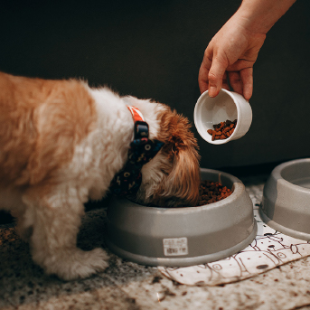 perro-comiendo-croquetas.jpg