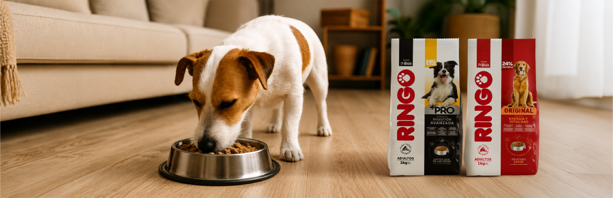 cuánto cuesta alimentar un perro con Ringo