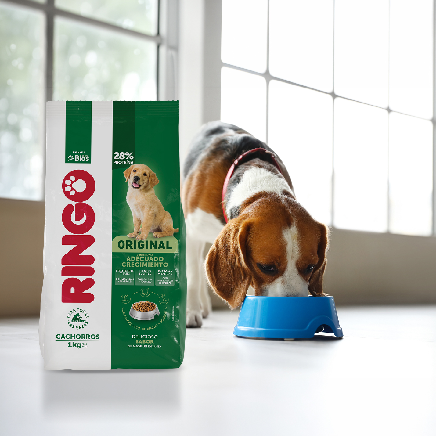 perro-comiendo-ringo-original-cachorros-1.jpg
