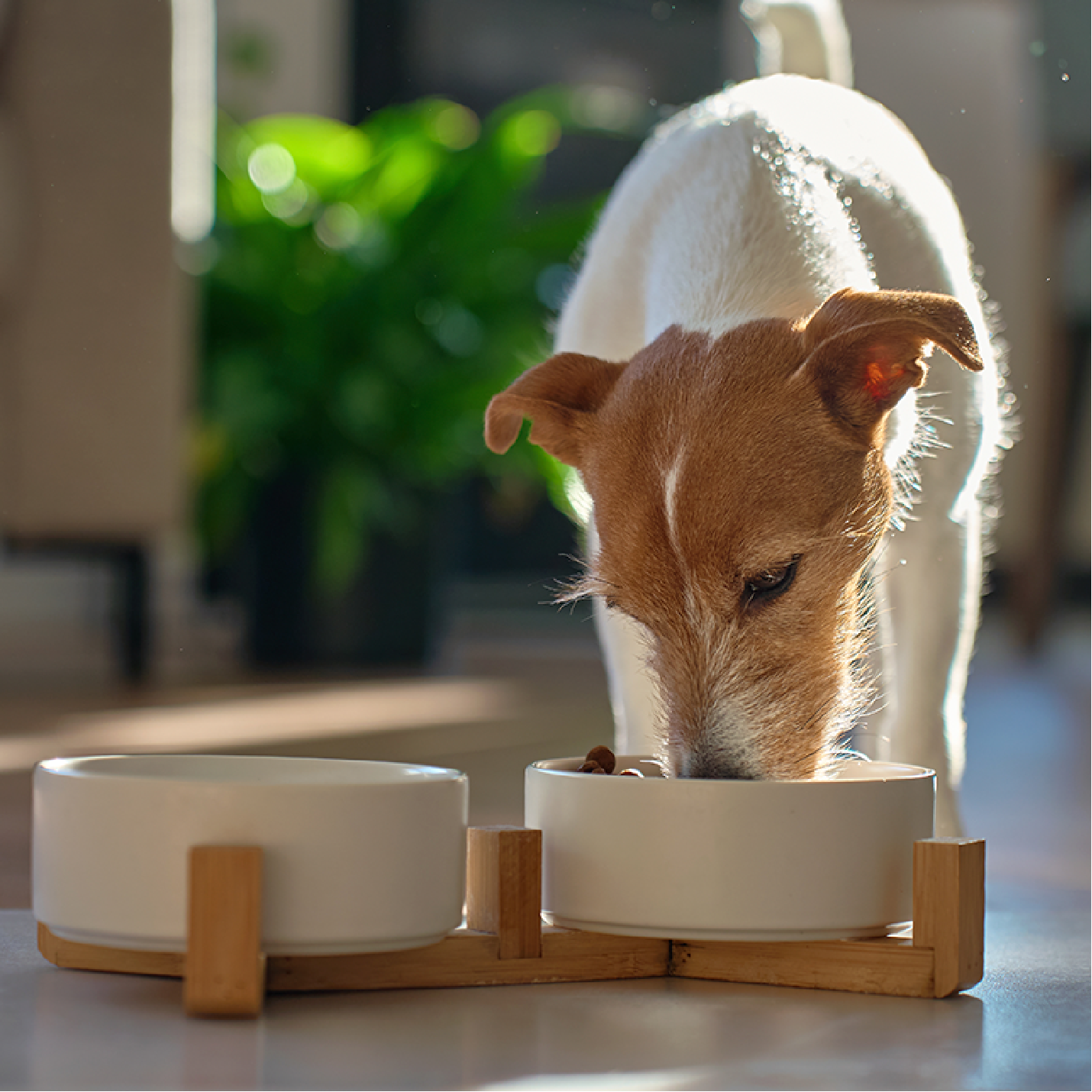 perro-comiendo.png