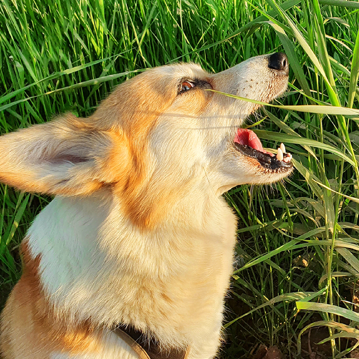 perro-con-boca-abierta.jpg
