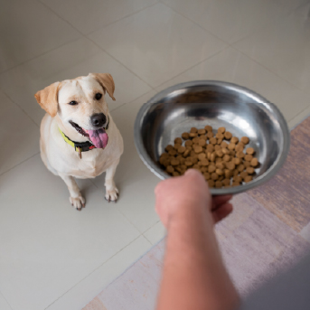 perro-con-coquita-de-croquetas.jpg