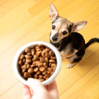 perro-con-croquetas.jpg