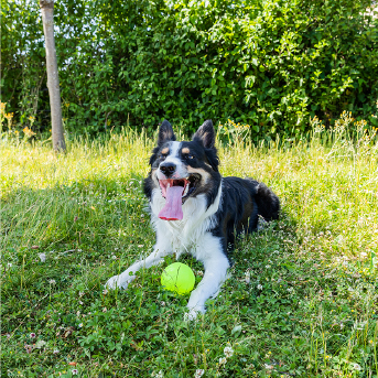 perro-con-pelota.jpg