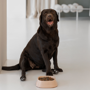 perro-con-plato-de-comida.jpg