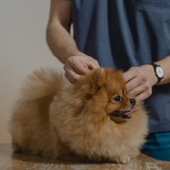 perro-con-pulgas.jpg