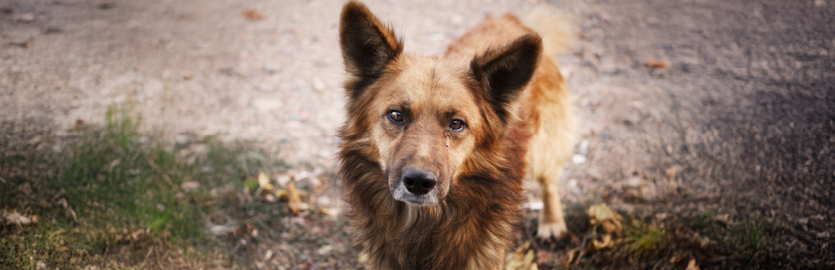 cómo reducir el abandono de perros