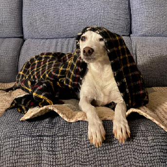 perro-criollo-acostado.jpg