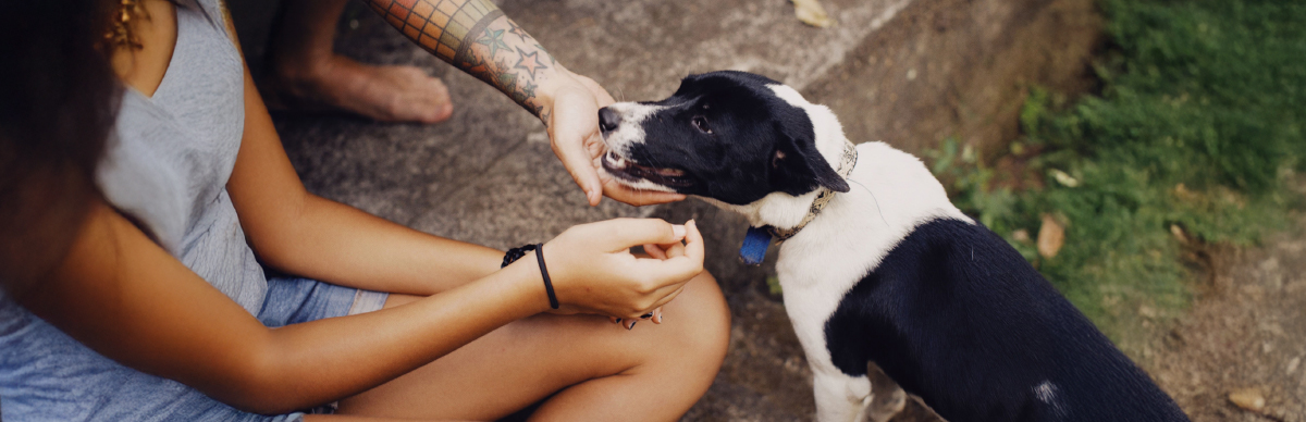 ayuda para perros abandonados