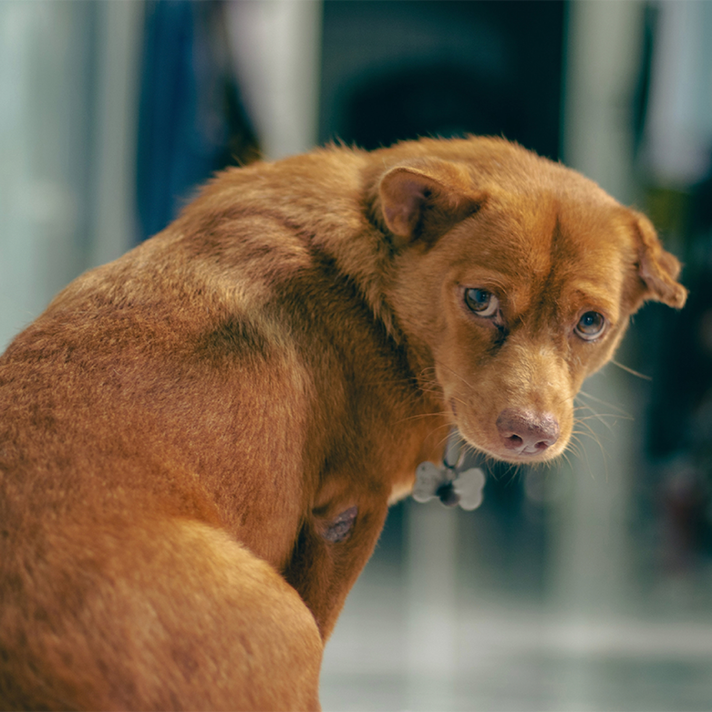 perro-criollo-color-cafe-decaido.jpg