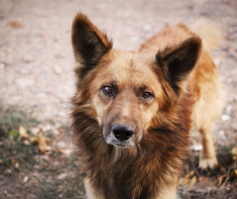¿Cómo ayudar a reducir el abandono de perros?