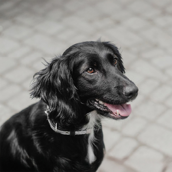 perro-criollo-color-negro.jpg