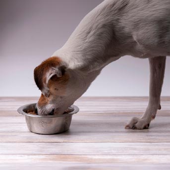 perro-criollo-comiendo-1.jpg