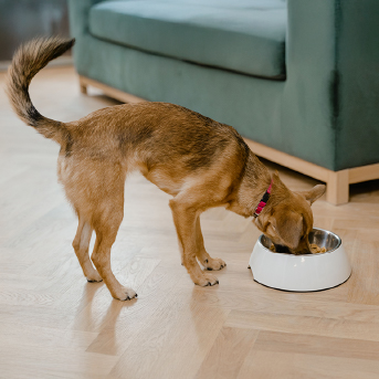 perro-criollo-comiendo.jpg