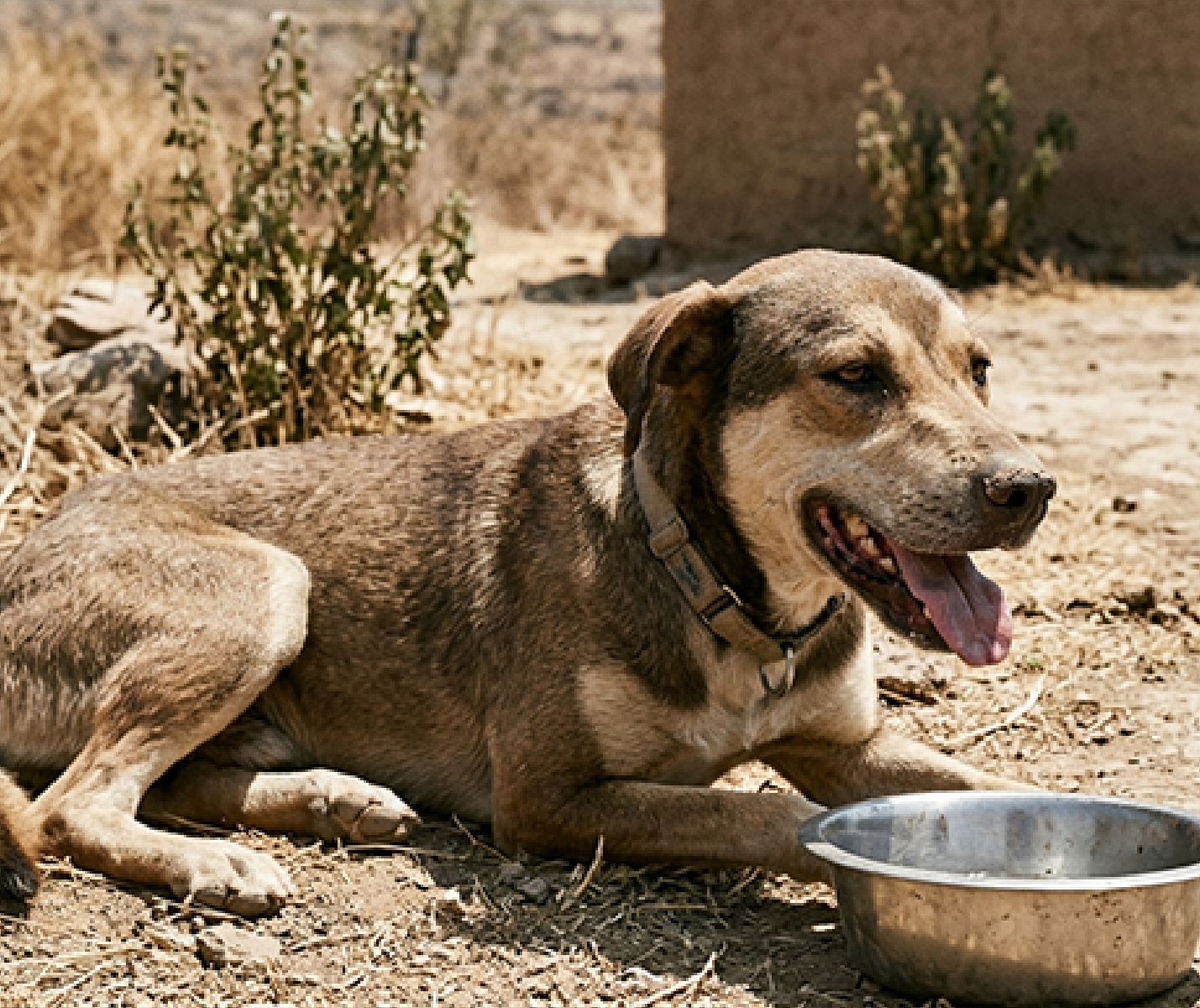 ¿Cómo saber si tu perro está deshidratado?