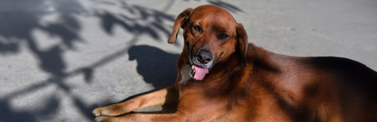 golpe de calor en perros