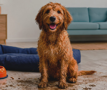 Cómo bañar a tu perro en casa según su raza y tamaño