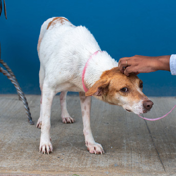 perro-criollo-rescatado.jpg
