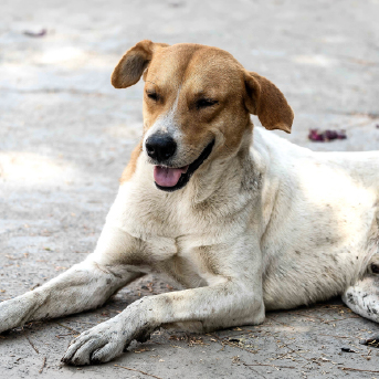 perro-criollo.jpg