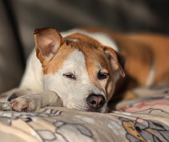 ¿Por qué mi perro tiembla? Causas y cuándo preocuparse Pa