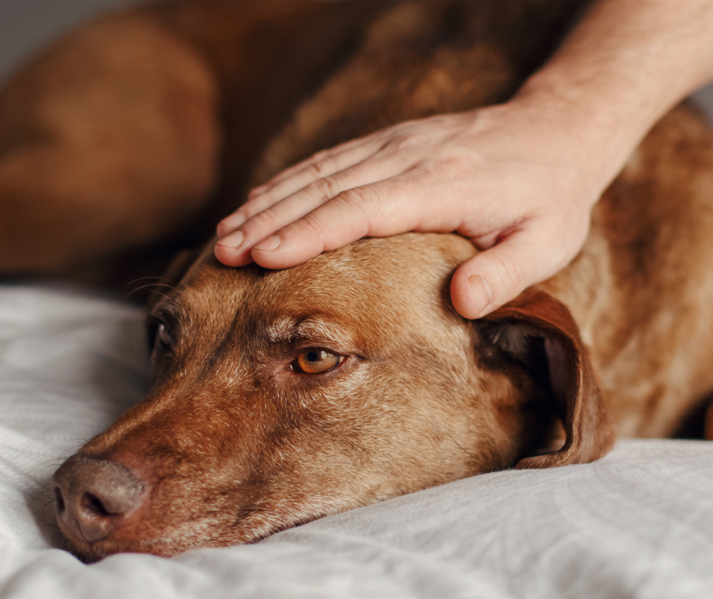 Síntomas de que tu perro se siente mal: guía rápida