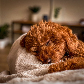 perro-durmiendo.jpg