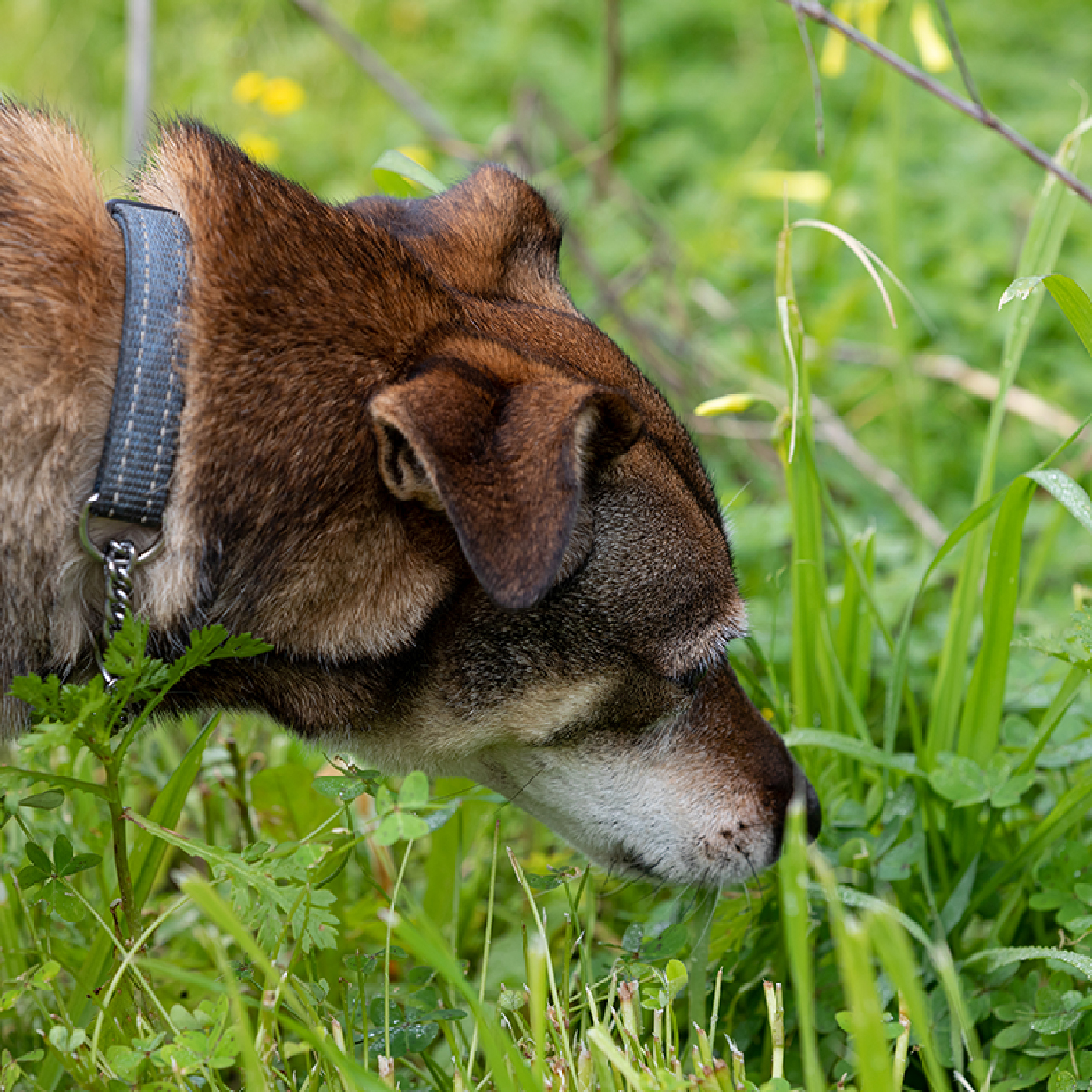perro-en-pasto.jpg