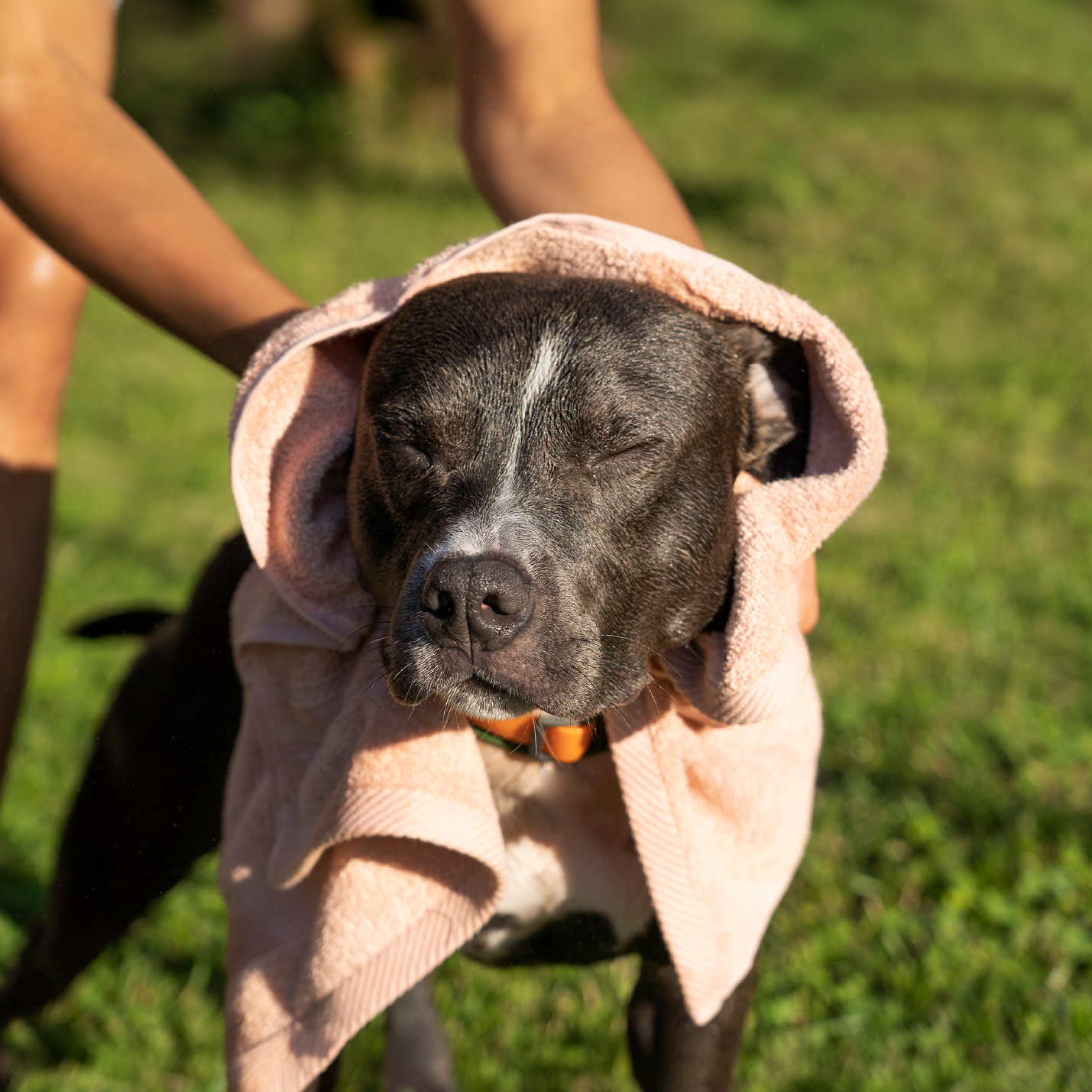 perro-en-sol-con-toalla.jpg