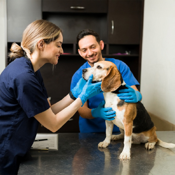 perro-en-veterinario-1.jpg