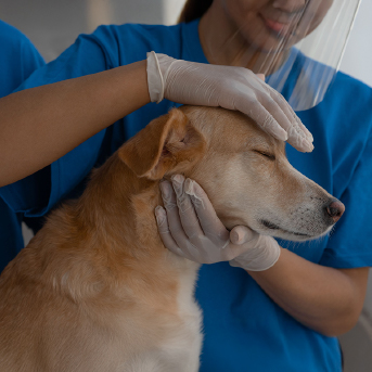 perro-en-veterinario.jpg