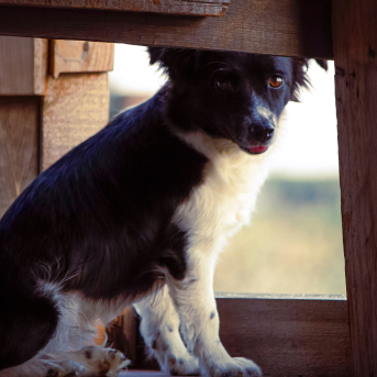 perro-escondido.jpg
