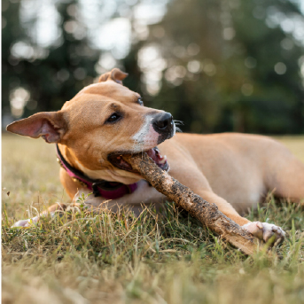 perro-jugando-con-palo.jpg