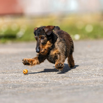 perro-jugando-con-pelota-1.jpg