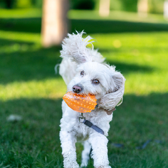 perro-jugando-con-pelota.jpg