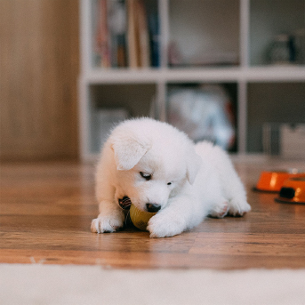 perro-jugando.jpg