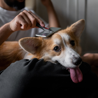 perro-peinado-1.jpg
