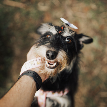 perro-peludo-color-negro.jpg