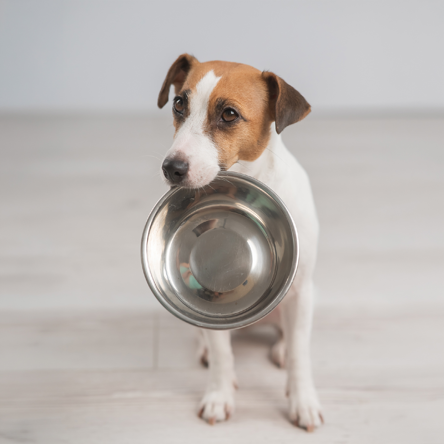 perro-pequeño-con-coquita-1.jpg
