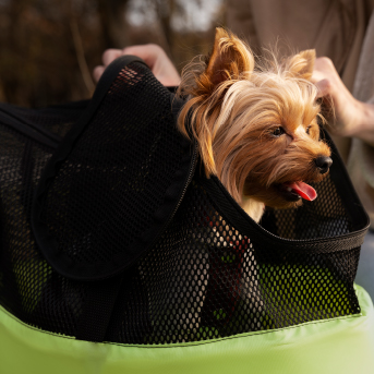 perro-pequeño-en-guacal.jpg