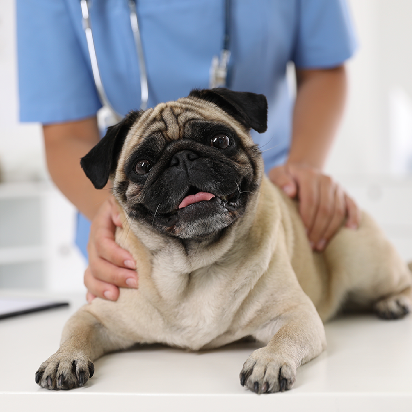 perro-pug-en-revision-veterinaria.png