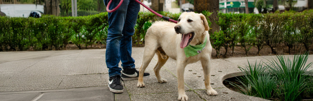 buena alimentación para perros rescatados