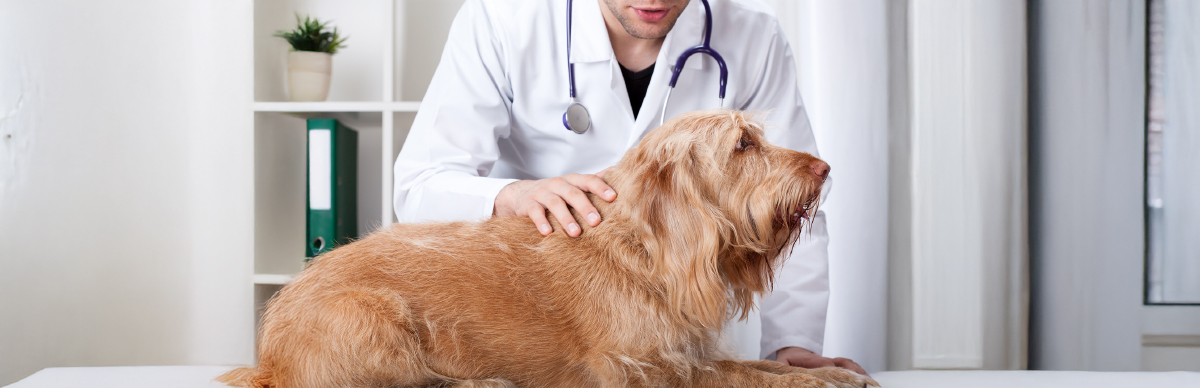 desparasitación perros cada cuánto