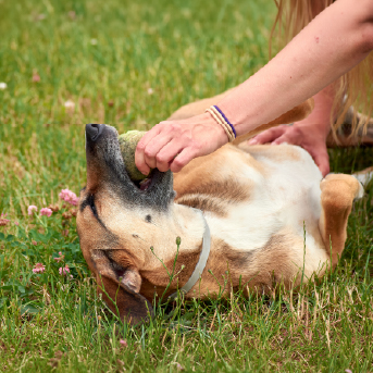 perro-tirado-en-pasto.jpg