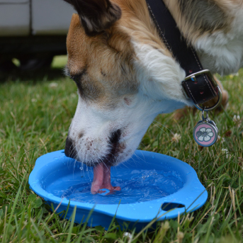 perro-tomando-agua.jpg