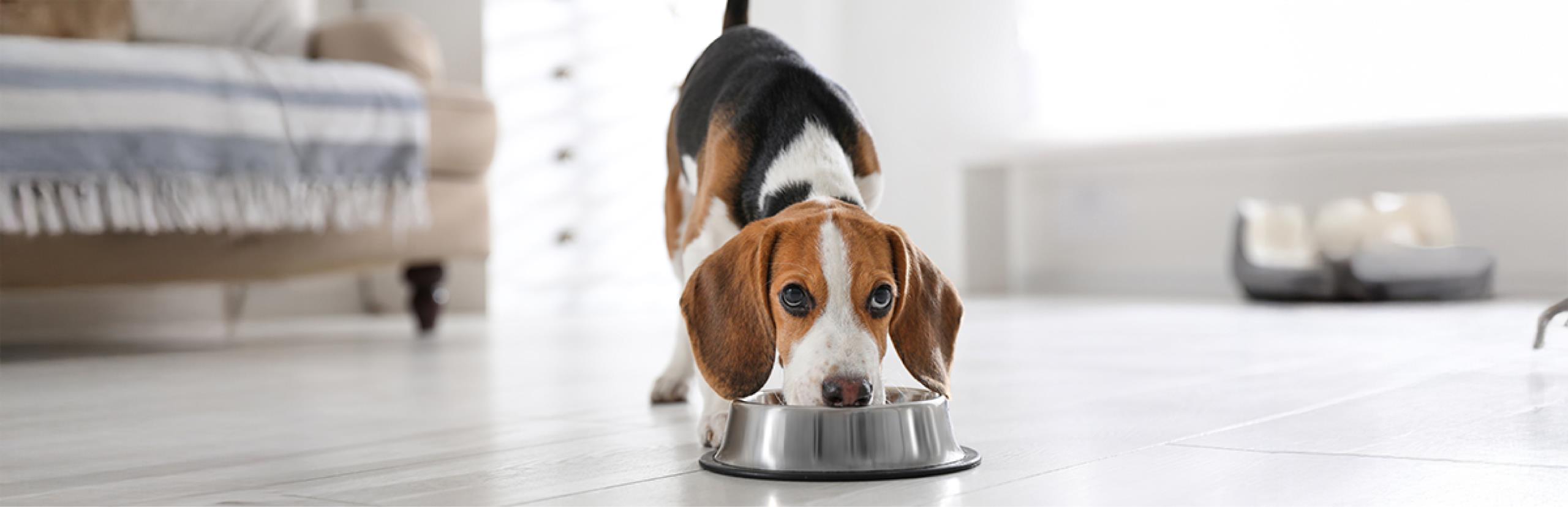 cómo saber si mi perro tiene peso ideal