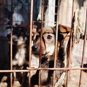 perros-abandono.jpg