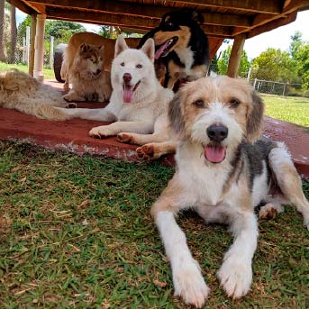 perros-acostados-en-pasto.jpg
